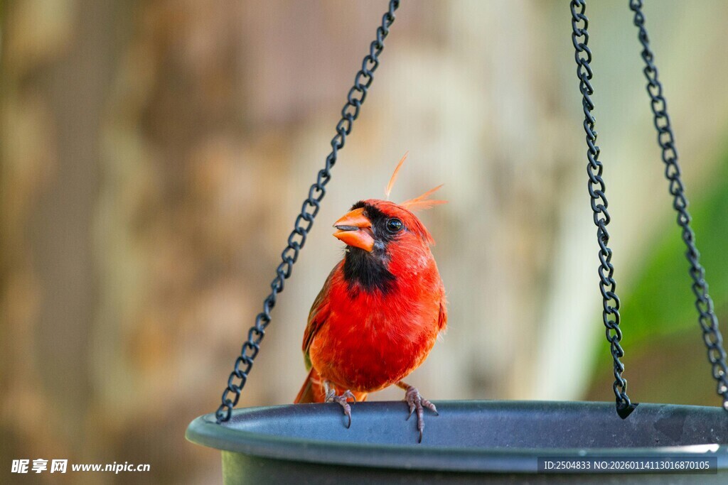 红衣小鸟立于悬挂食器上