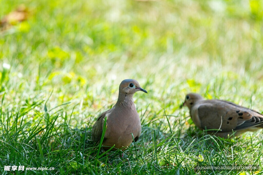 草地上的两只鸽子
