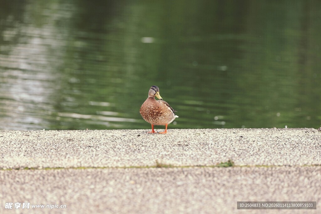 水边小鸟独站