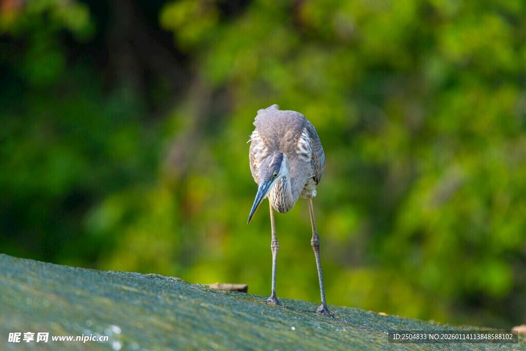 水边站立的细长腿小鸟