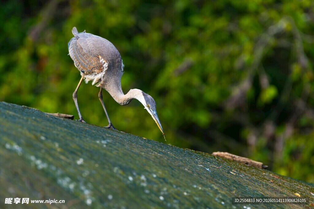 白鹭低头觅食瞬间
