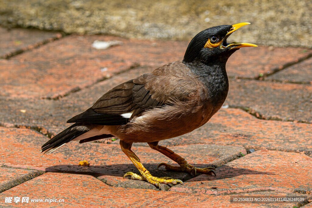 张嘴的黑羽黄喙小鸟