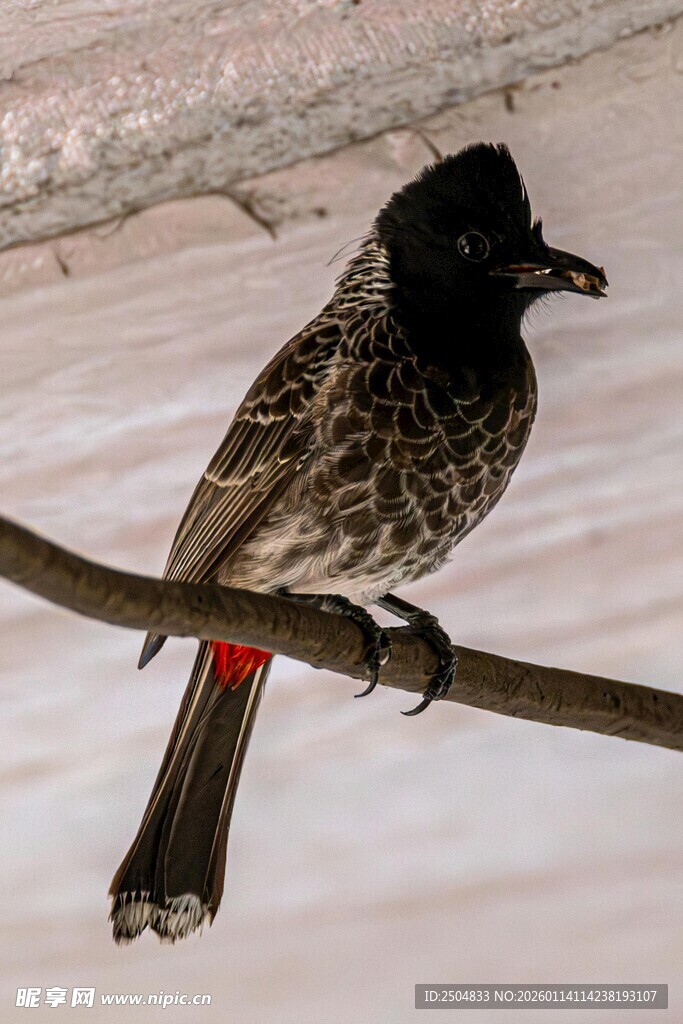 枝头栖息的黑羽斑纹小鸟