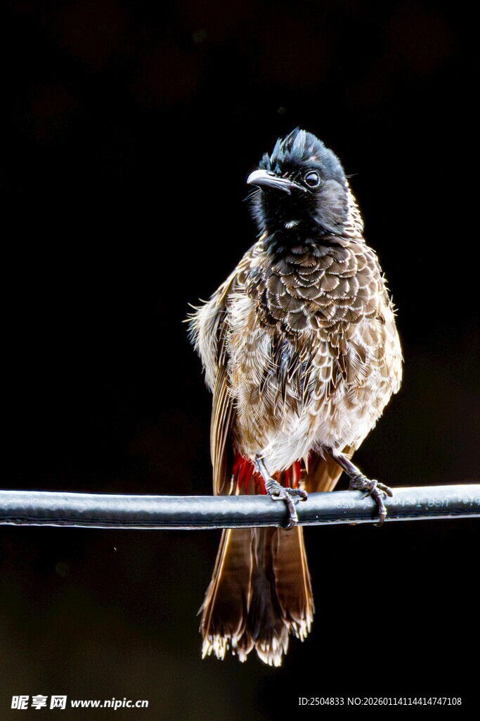 小鸟栖于电线上