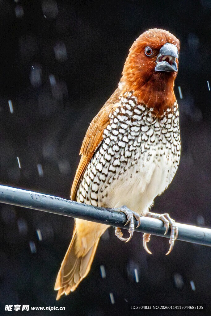 雨中栖息的斑点小鸟