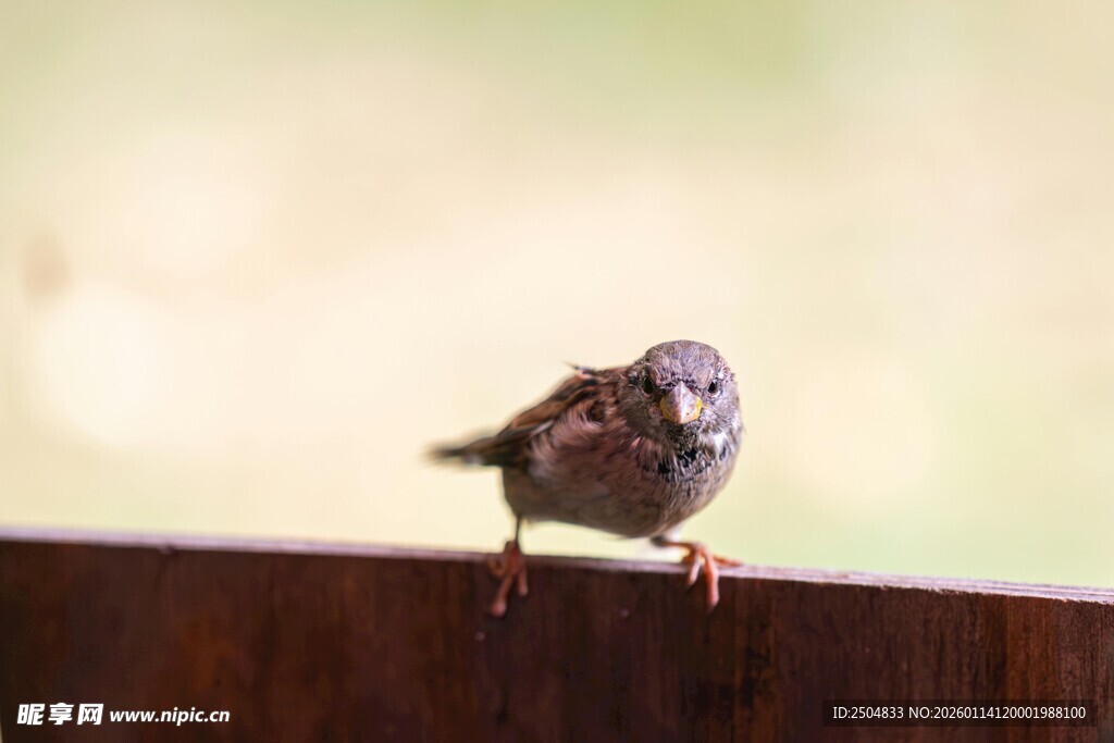 站在栏杆上的可爱小麻雀