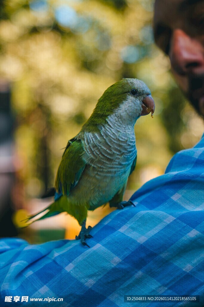  肩头的绿鹦鹉