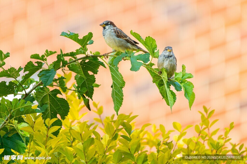 枝头小鸟栖于翠绿枝叶间