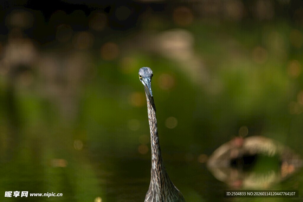 草丛中挺立的细长蓝尾昆虫