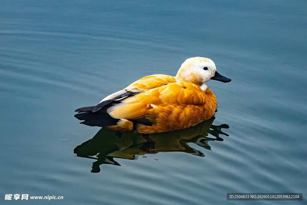 水面上的黄羽鸭子
