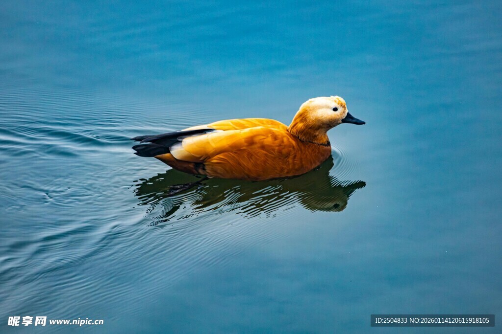 水中 弋的橙羽鸭子