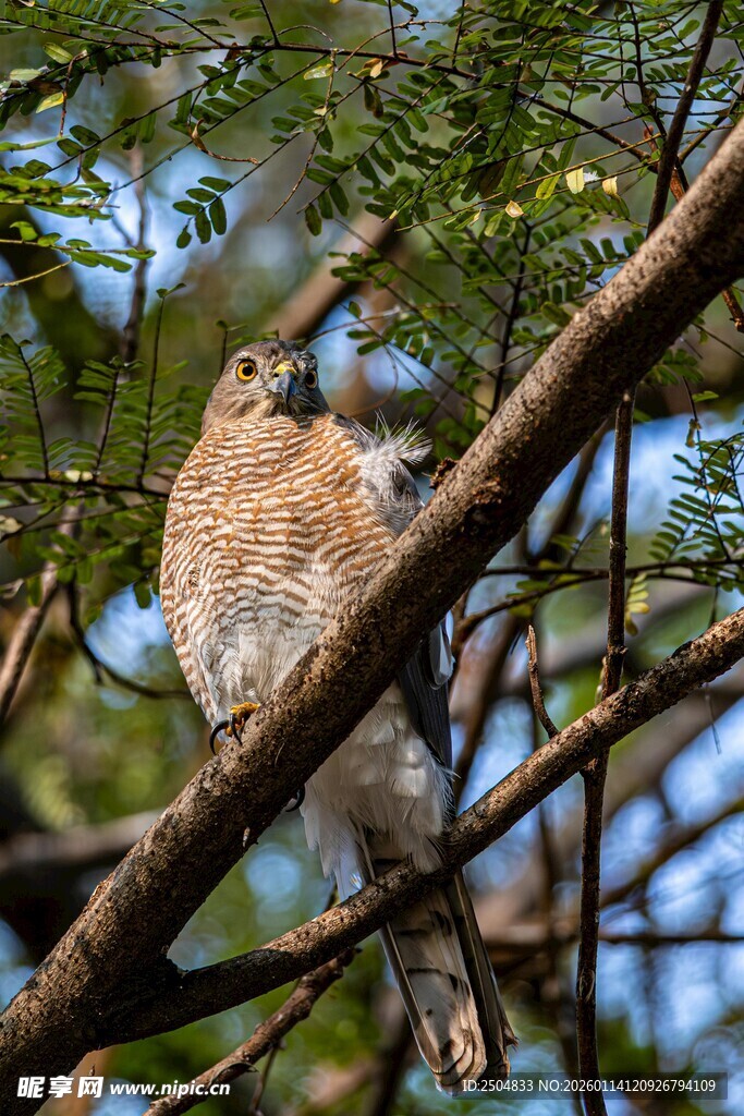 树枝上栖息的美丽小鸟