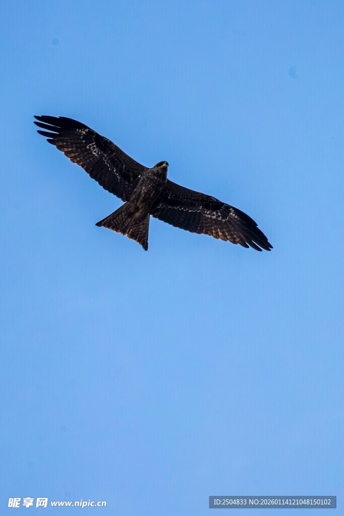 蓝天中翱翔的雄鹰