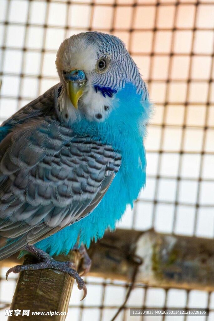 蓝色虎皮鹦鹉栖息