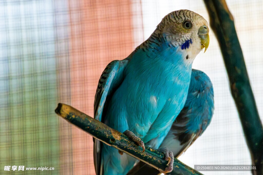 蓝色鹦鹉栖息于树枝上