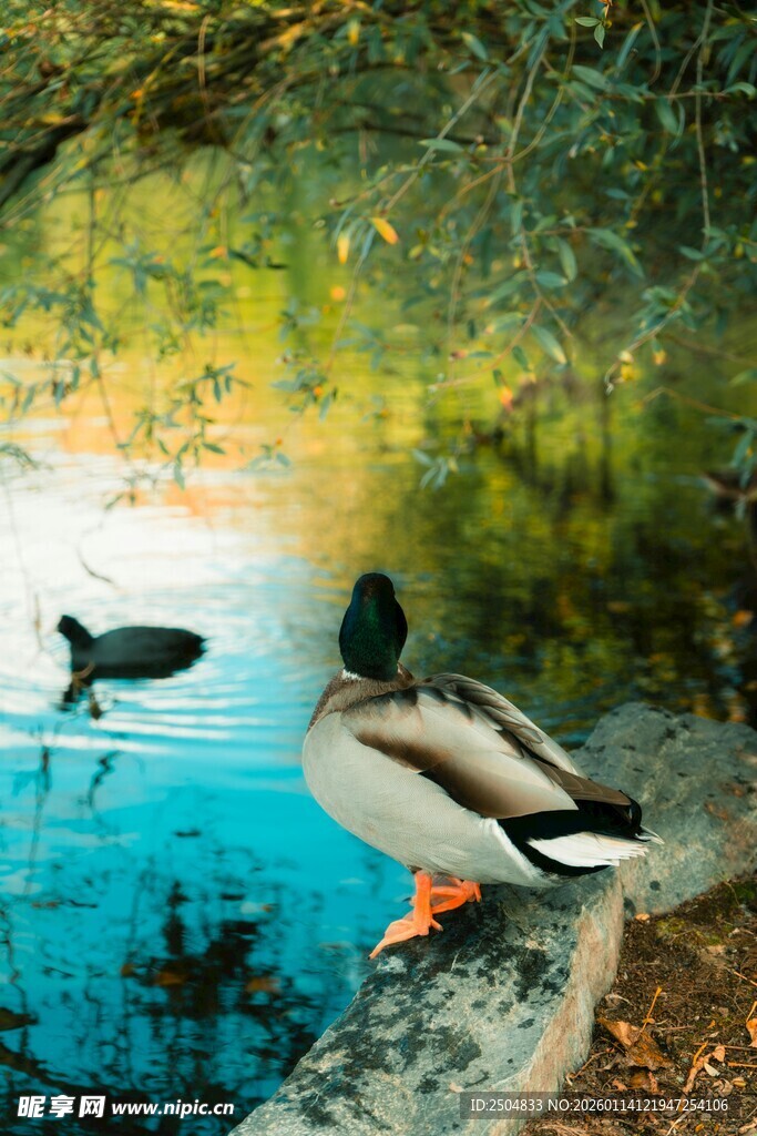 岸边野鸭与水中同伴