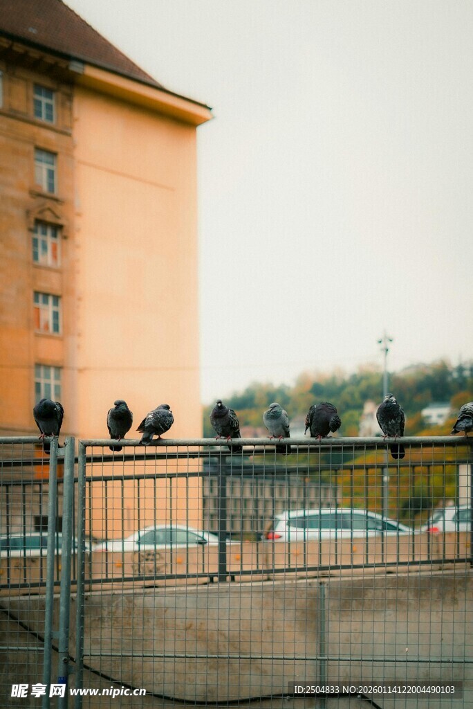 屋顶围栏上的鸟儿