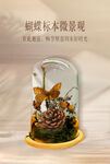 蝴蝶标本微景观摆件