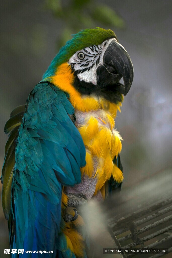 五彩斑斓的金刚鹦鹉