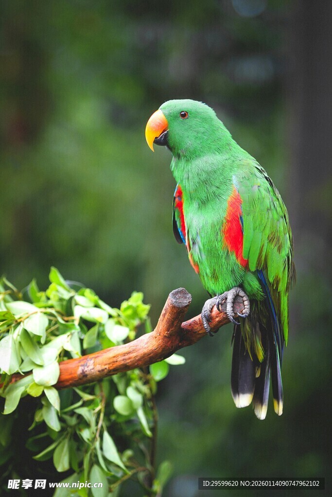 绿羽鹦鹉栖于枝头