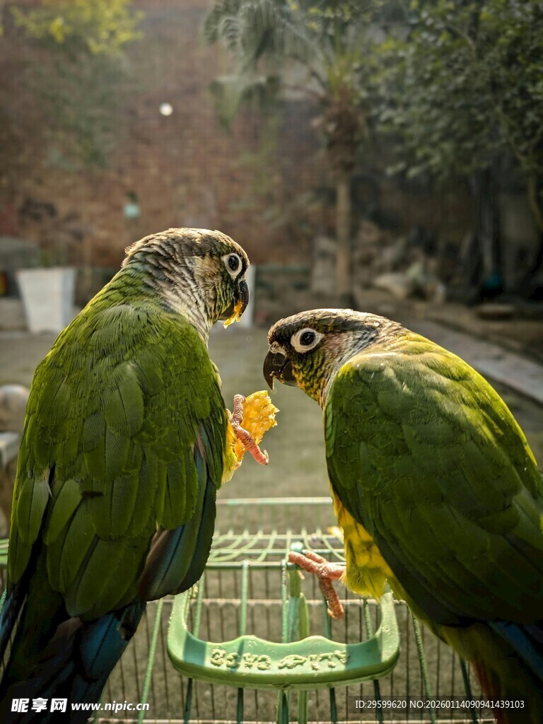 两只鹦鹉互动进食