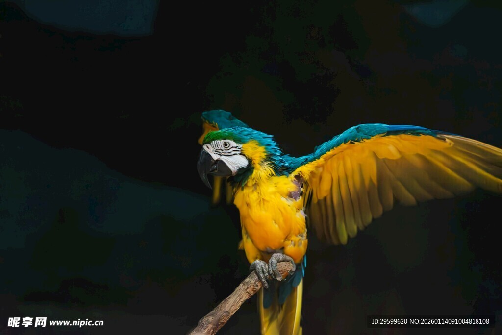 色彩斑斓的金刚鹦鹉展翅