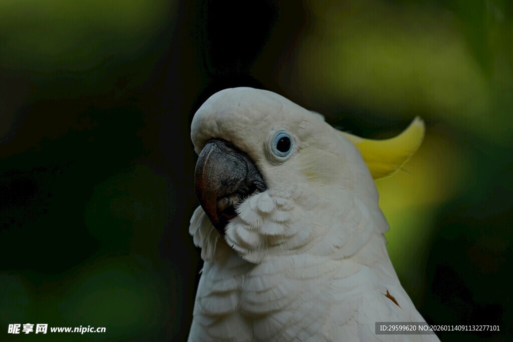白色凤头鹦鹉特写