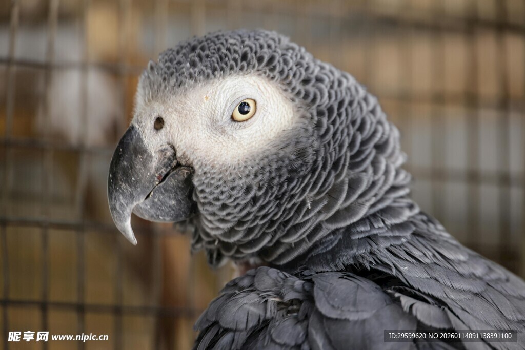 非洲灰鹦鹉特写