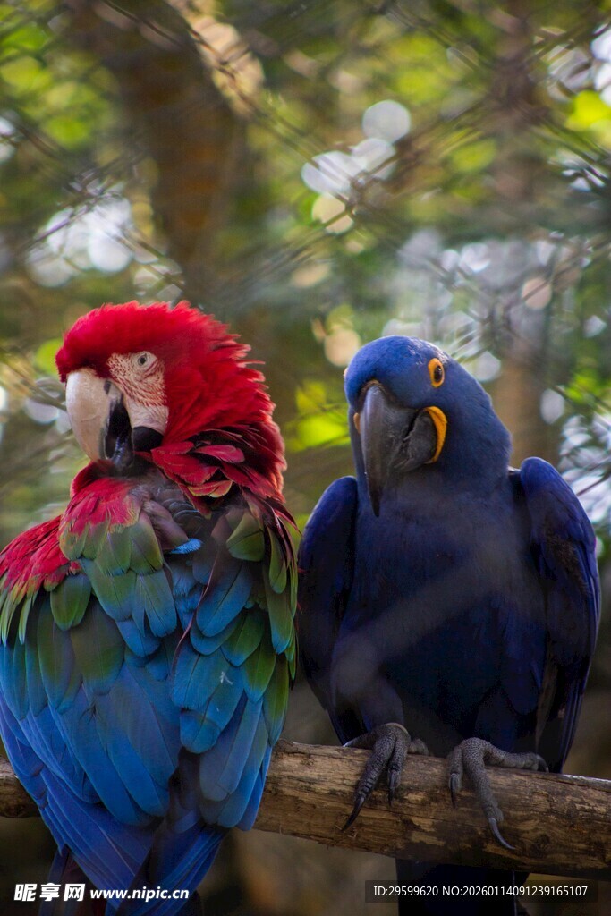 色彩斑斓的两只鹦鹉