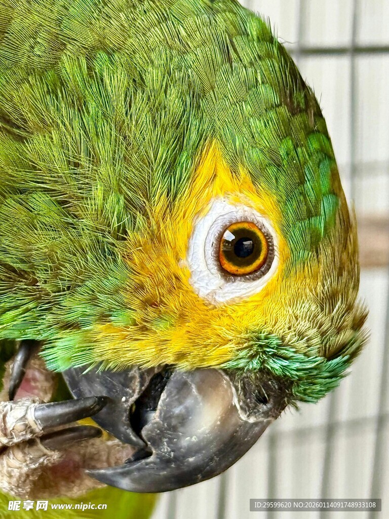 绿羽鹦鹉特写