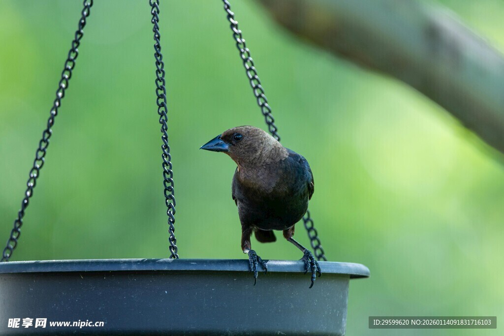小鸟立于悬挂水盆边缘
