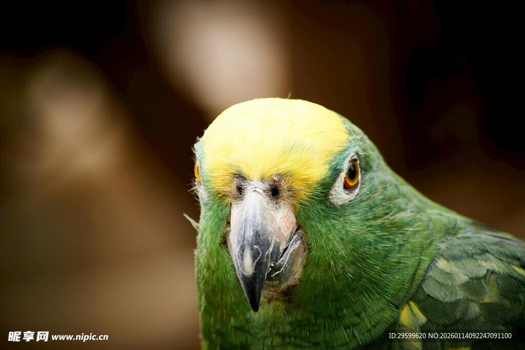 绿羽黄冠鹦鹉特写
