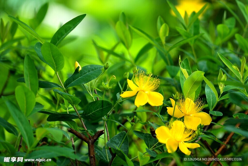 绿叶丛中的黄色小花