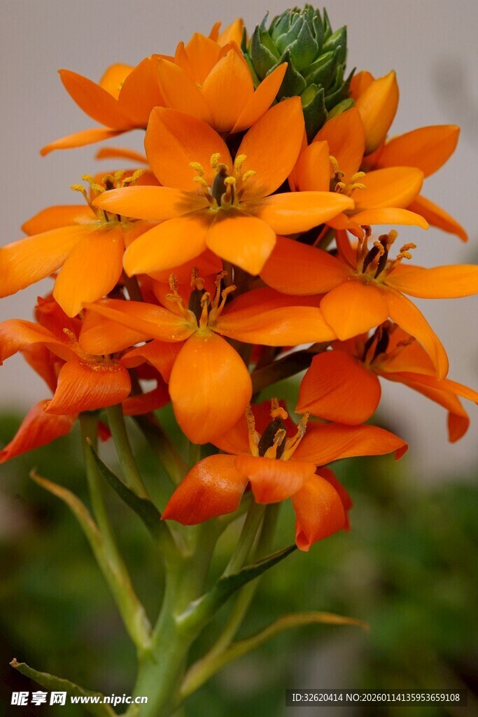 橙色绽放的美丽花卉