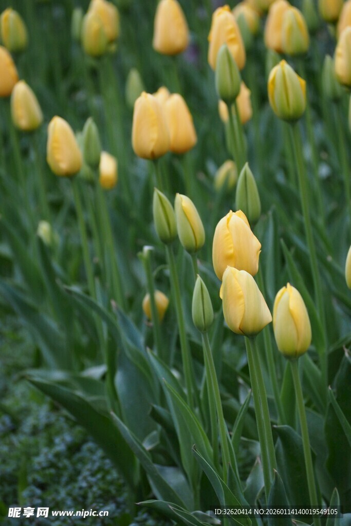 黄色郁金香花田美景