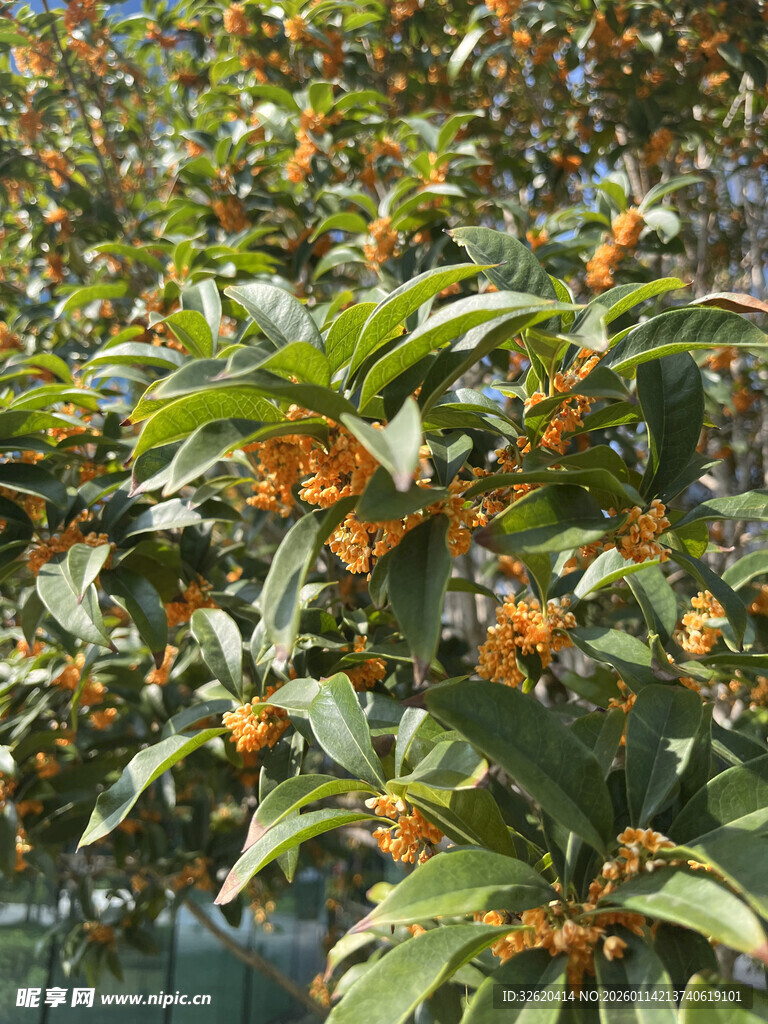 盛开的橙色花朵绿植