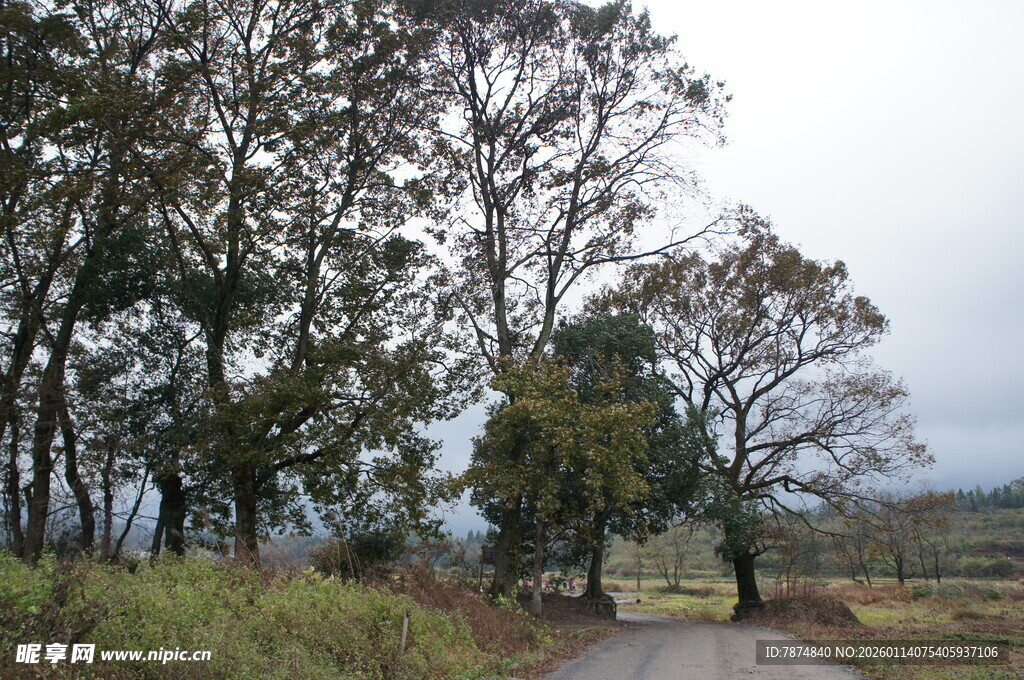 乡间小路旁的葱郁树木