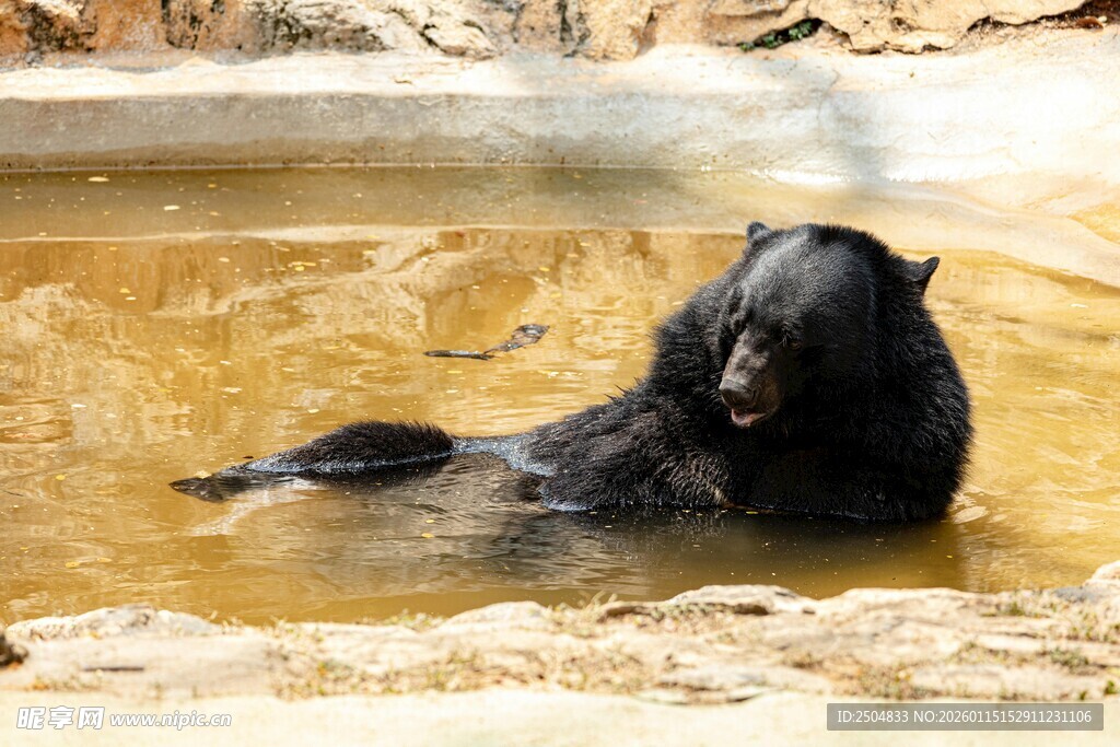 黑熊惬意泡在水中