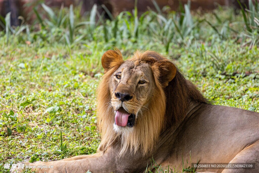 草原上休憩的雄狮