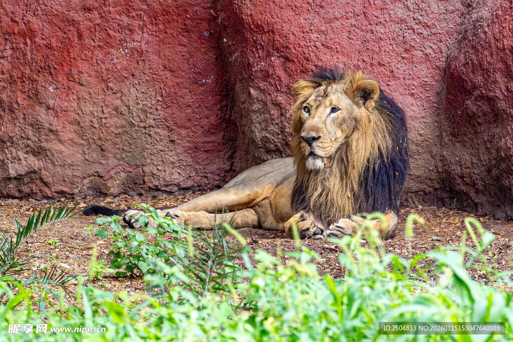 雄狮静卧于红墙绿草间