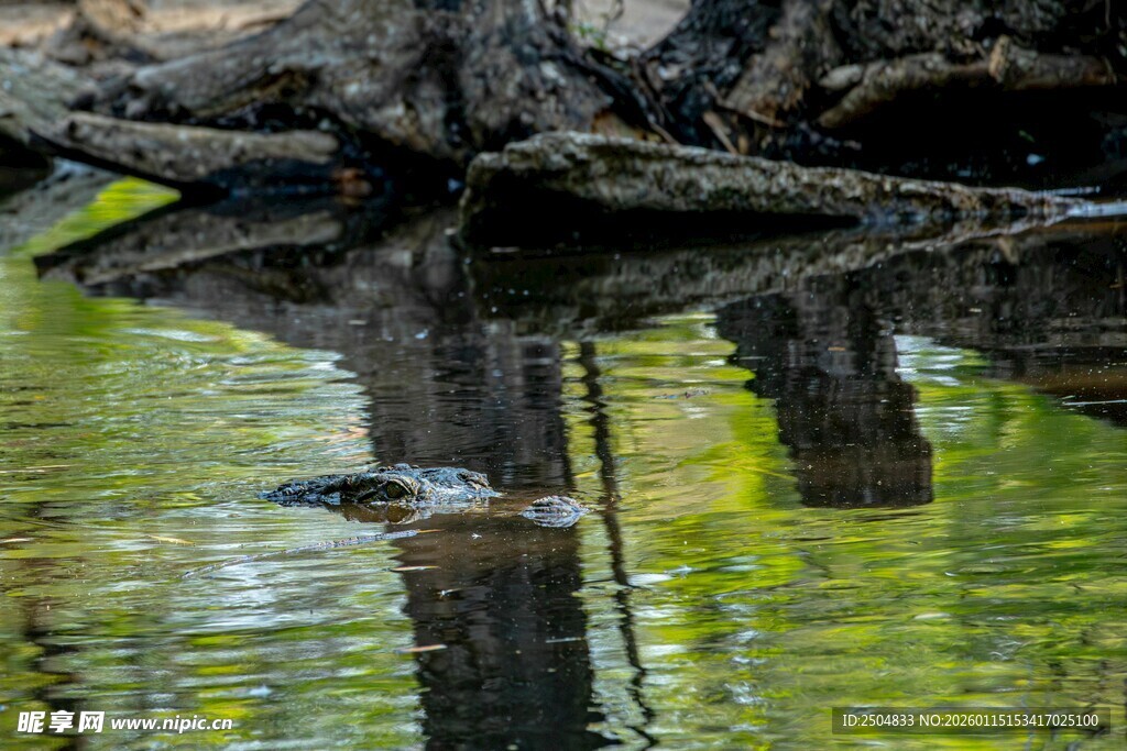 水中倒影的静谧自然景象