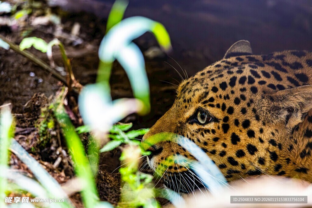 丛林中隐匿的花豹
