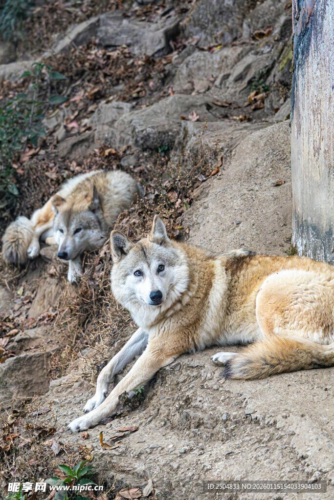 两只狼卧于荒野