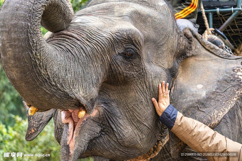 人与大象亲密互动瞬间
