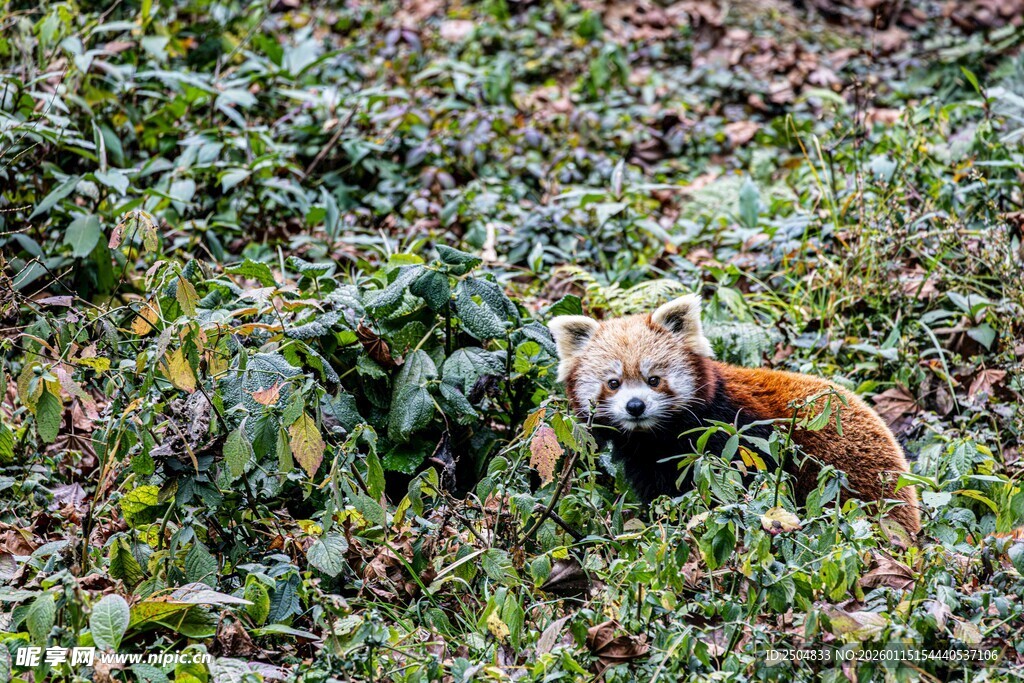 草丛中的小熊猫