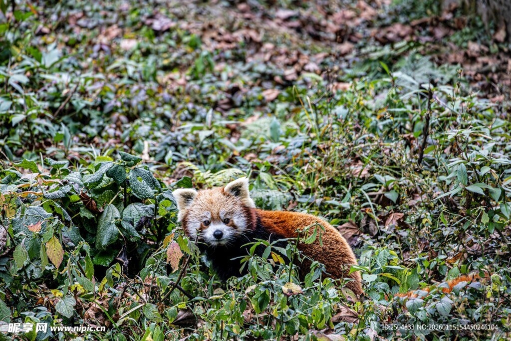林间小熊猫
