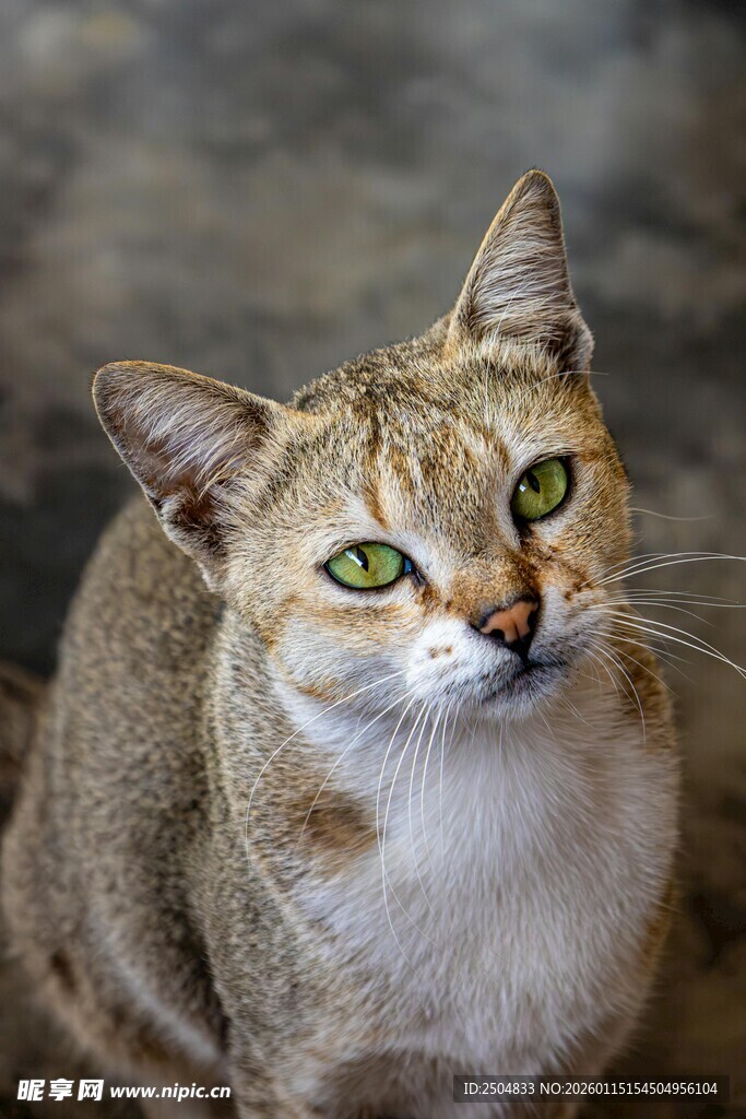 绿眼棕猫特写