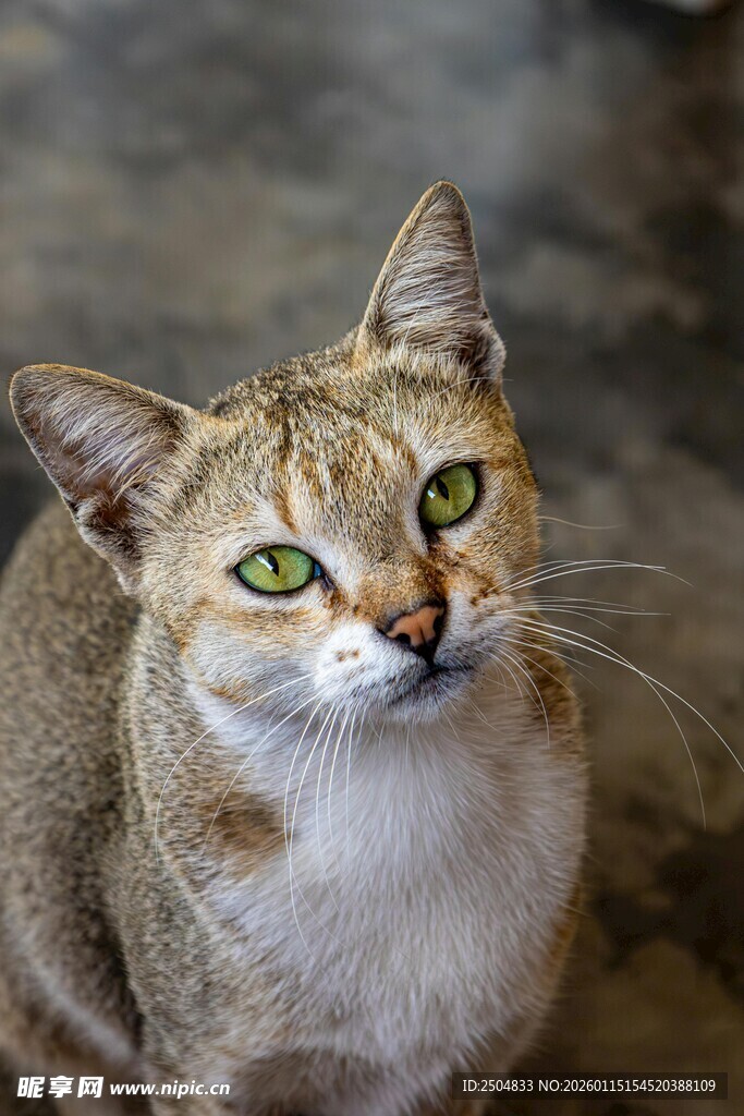 绿眼棕猫特写