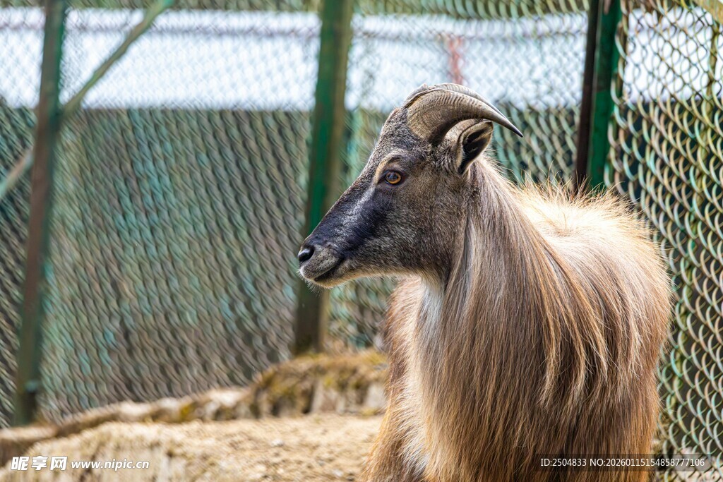 动物园中的长毛山羊