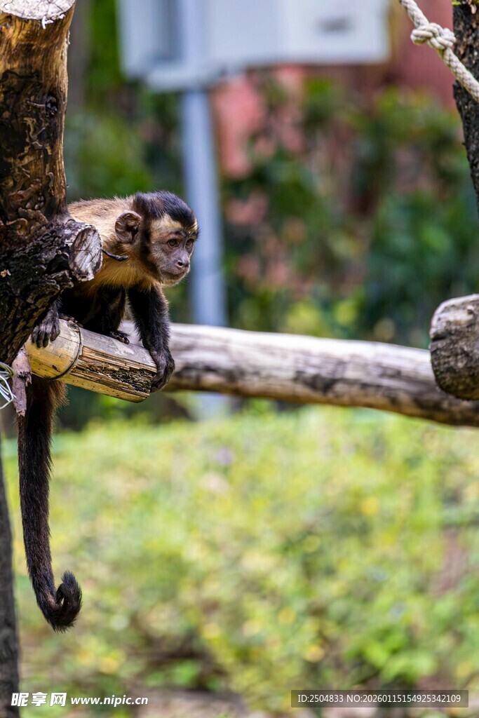 树枝上休憩的长尾猴